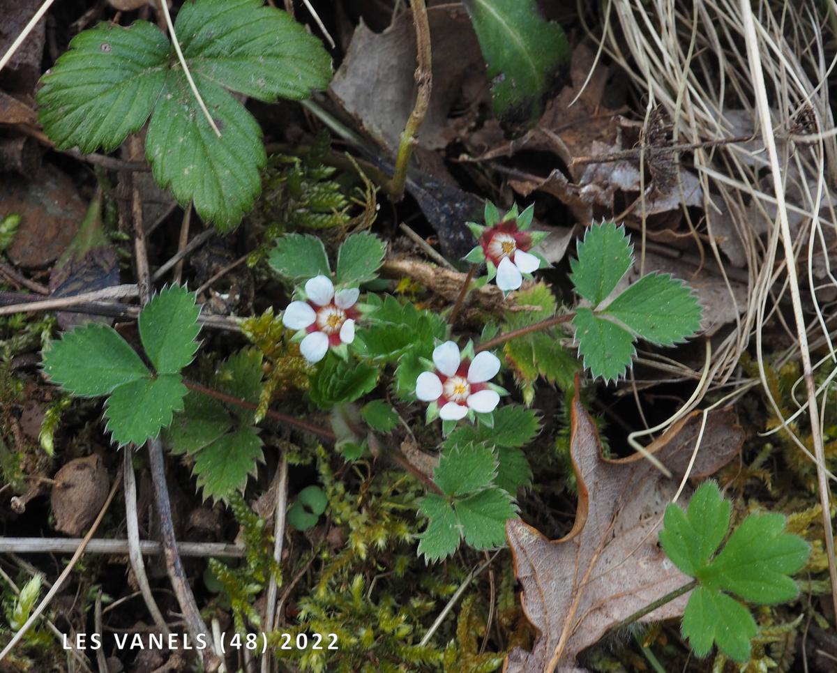 Cinquefoil, [Small-flowered] plant